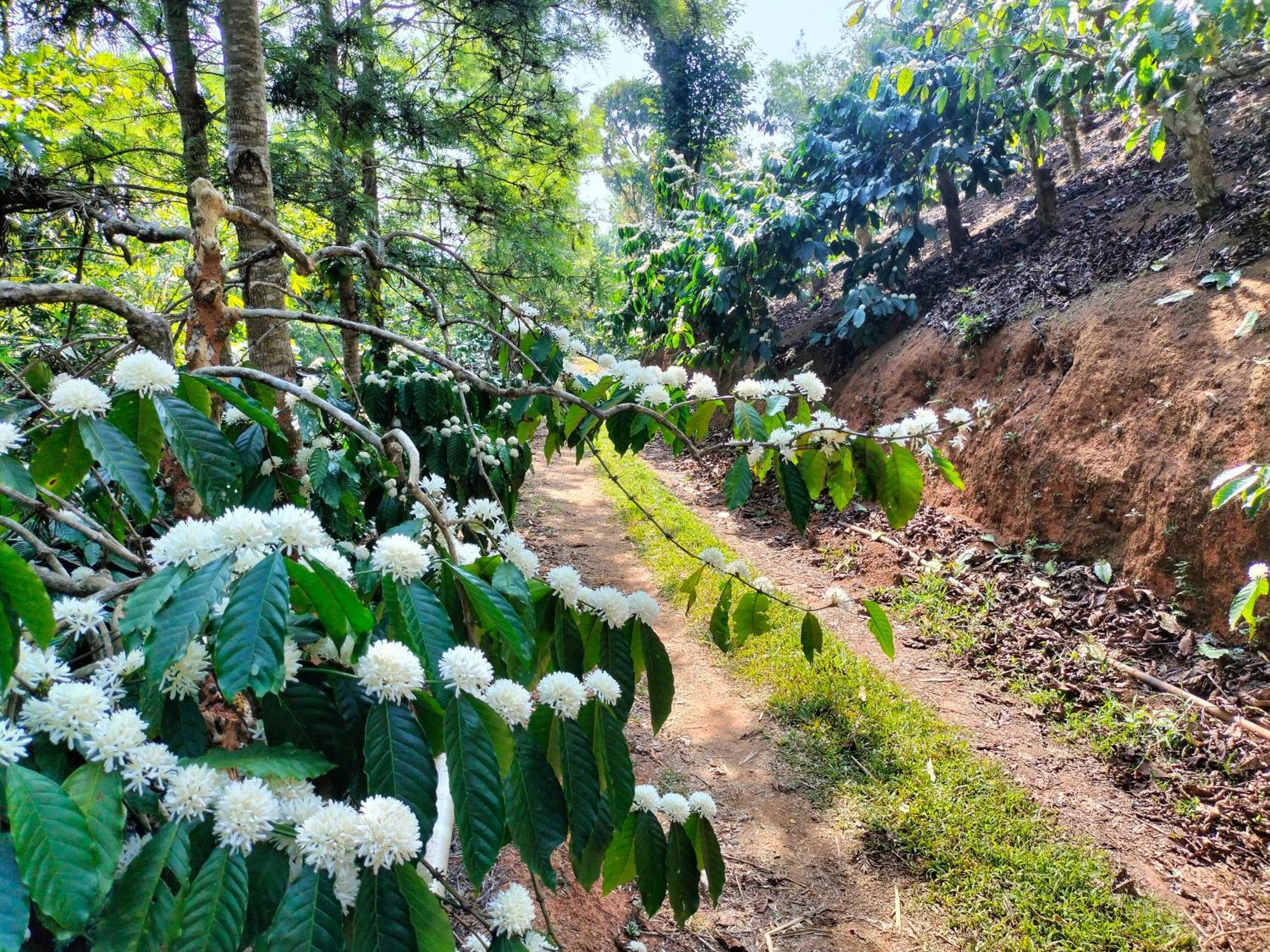 Villa Sambrama Wood House à Madikeri Extérieur photo